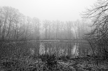forêt de fontainebleau et mare aux évées en noir et blanc