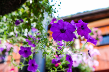 Focused small purple flowers and green leaves with blurred background