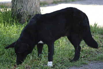 a big black stray dog summer green Park on the grass in the sunlight