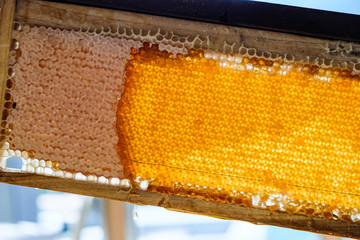 Closed up honey for eating with pancake or bread in breakfast
