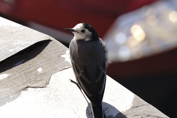 Closeup portrait of a White Wagtail Motacilla alba bird with white, gray and black feathers. The White Wagtail is the national bird of Latvia