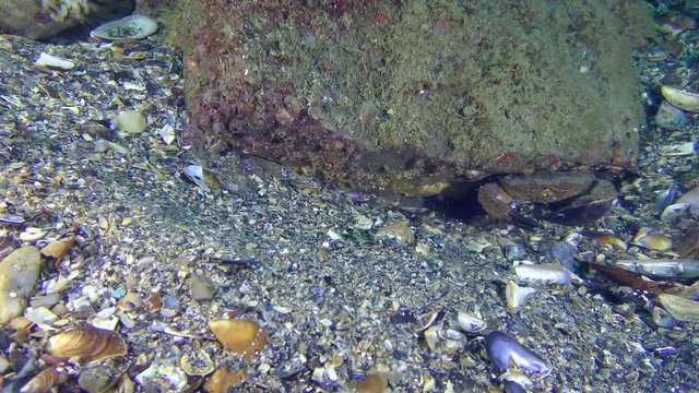 Jaguar round crab (Xantho poressa) digs a burrow under a stone.
