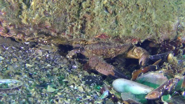 Jaguar round crab (Xantho poressa) digs mink under the stone, close-up.
