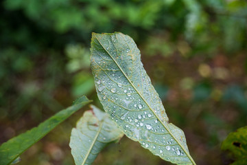 Raindrops on a leaf.