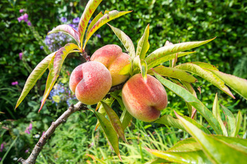 Nectarine fruit on tree in orchard.