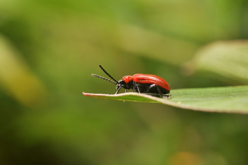Lilienhähnchen