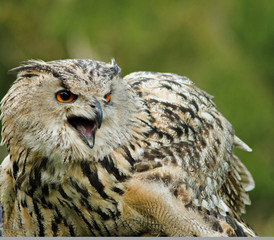 Der sibirische Uhu / Bubo bubo sibiricus
