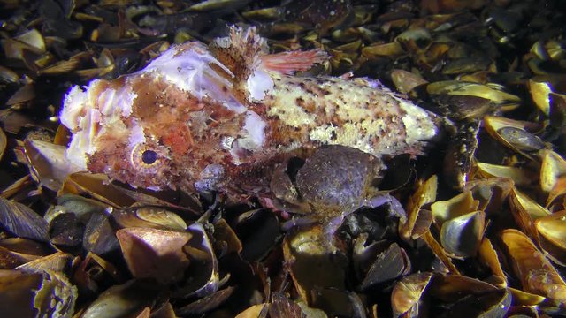 Jaguar round crab (Xantho poressa) eats dead fish Black scorpionfish (Scorpaena porcus).
