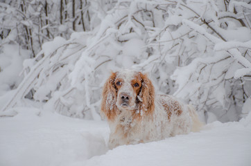 собака в зимнем лесу