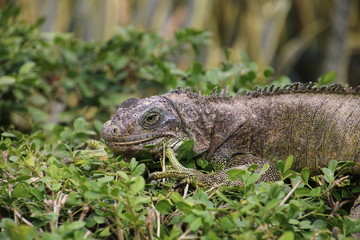 Leguan