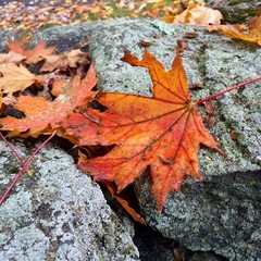 Close up of autumn leaves