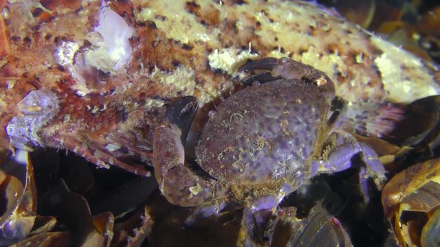 Jaguar round crab (Xantho poressa) eat dead fish, close-up.
