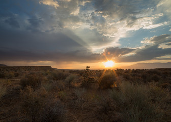 The setting sun back lights an occotillo cactus in the desert of Southern Utah.