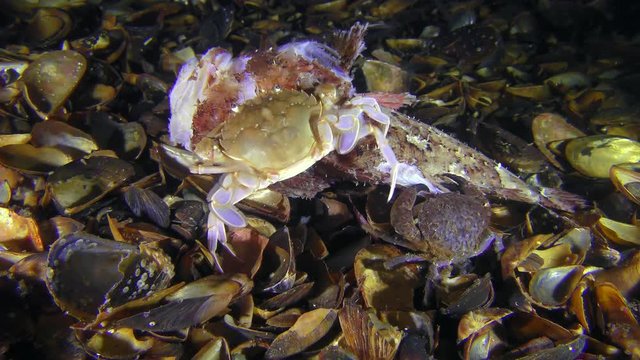 Several crabs of different species eat dead fish, then the Flying swimming crab (Liocarcinus holsatus) leaves the frame.
