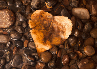 An amber colored autumn cottonwood leaf on a layer of pebbles and water.