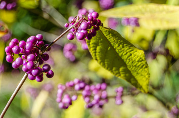 Beautyberry bush detail