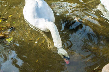 Swans are looking for food in the pond