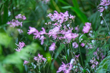 Ragged robins in a hedgerow.