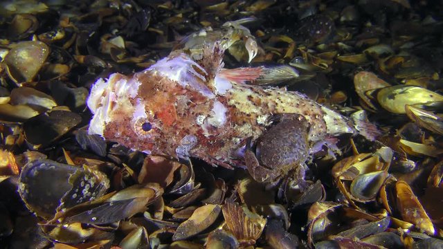 Several Jaguar round crab (Xantho poressa) eat dead fish, then Flying swimming crab (Liocarcinus holsatus) comes to them.
