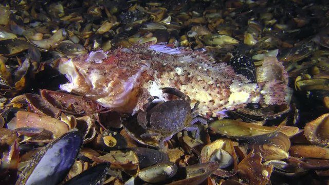 Jaguar round crab (Xantho poressa) eats dead fish Black scorpionfish (Scorpaena porcus).
