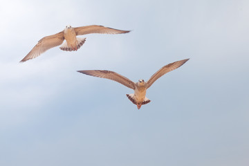 Two big gulls in blue sky looking around and flying up