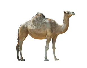 Fotobehang Kameel Geïsoleerde kameel (dromedaris) over een wit