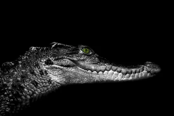 Photo sur Plexiglas Crocodile Crocodile : portrait sur fond noir