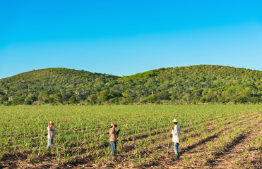 Kubanische Feldarbeiter arbeiten auf dem  Zuckerrohrfeld in Santa Clara Cuba - Serie Cuba Reportage - 183004847