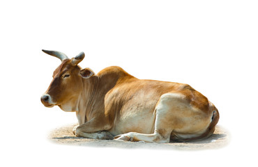Zebu bull isolated - 183004863