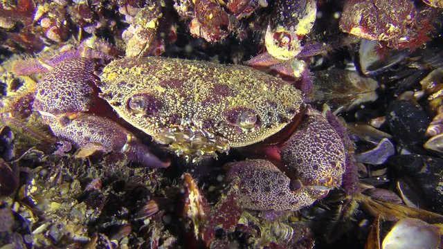 Warty crab or Yellow shore crab (Eriphia verrucosa) on the seabed.
