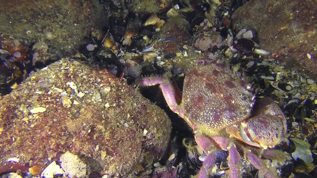 Warty crab or Yellow shore crab (Eriphia verrucosa) goes along the seabed.
