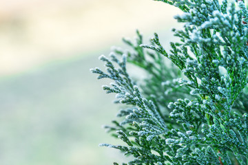 First freeze. Thuja tree with hoar frost.