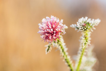 Flowers of burdock covered with the first frost.