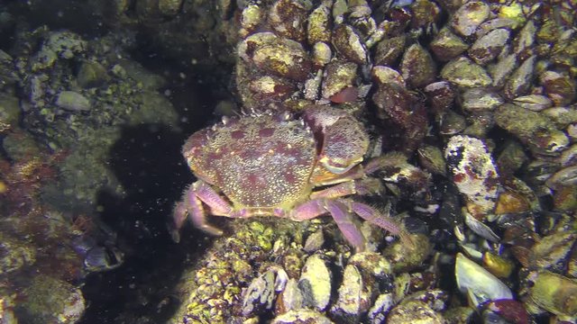 Warty crab or Yellow shore crab (Eriphia verrucosa) walks along the seabed covered with mussels.
