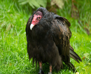 Truthahngeier / Cathartes aura