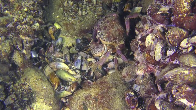 Warty crab or Yellow shore crab (Eriphia verrucosa) walks along the seabed covered with mussels.
