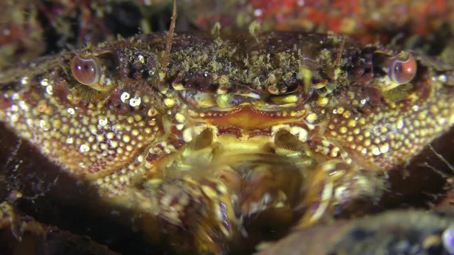 Warty crab or Yellow shore crab (Eriphia verrucosa), extreme close-up .
