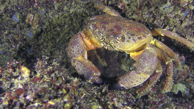 Warty crab or Yellow shore crab (Eriphia verrucosa) sits near the stone, medium shot.
