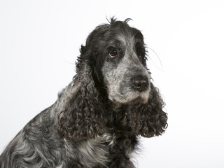 Cockerspaniel dog portrait. Image taken in a studio with white background. Salt and pepper colored dog.