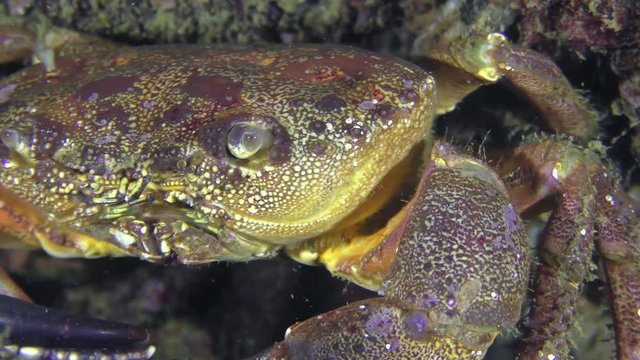 Warty crab or Yellow shore crab (Eriphia verrucosa) sits on the seabed covered with mussels, then crawls out of the frame, close-up.
