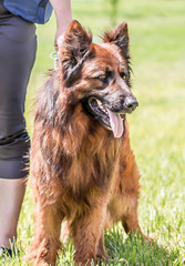 German long-haired shepherd dog in the wild