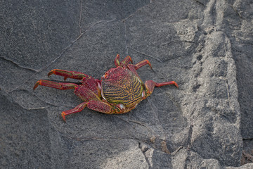 Red crub on a rock.