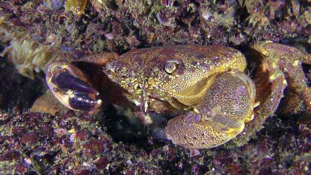 Crab (Eriphia verrucosa) sits near a stone covered with mussels, medium shot.
