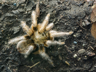 Panama Blonde Tree Spiders (Psalmpopoeus Pulcher Tarantula) i