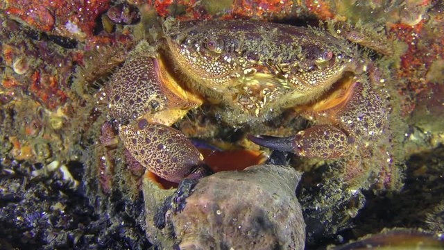 Warty crab or Yellow shore crab (Eriphia verrucosa) holds wiht claws shell of Veined Rapa Whelk (Rapana venosa), close-up.
