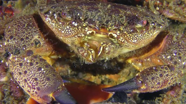 Warty crab or Yellow shore crab (Eriphia verrucosa) extracts the snail meat from shell of Veined Rapa Whelk (Rapana venosa), close-up.
