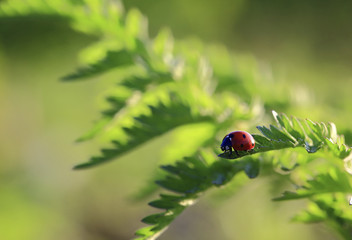 At sunset.The bug the Ladybug prepares for flight standing on the edge of a leaf.