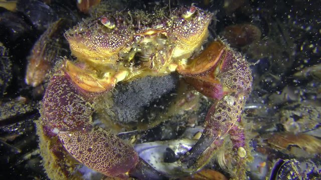 Reproduction of Warty crab or Yellow shore crab (Eriphia verrucosa): the female throwing eggs into the water column by abdomen moves, close-up.
