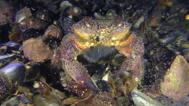 Reproduction of Warty crab or Yellow shore crab (Eriphia verrucosa): the female with eggs on the abdomen is sitting on the seabed, a cloud of larvae discarded around it.
