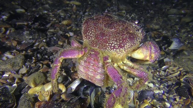 Reproduction of Warty crab or Yellow shore crab (Eriphia verrucosa): the female throwing eggs into the water column by abdomen moves, back view.
